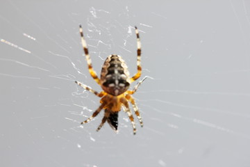 A garden spider (Araneus diadematus) in their cobweb
