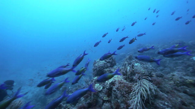WS Underwater view of sea life / Grenada, Caribbean Sea