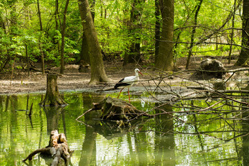 white stork (ciconia ciconia) on the lake in spring