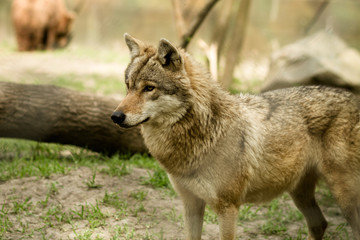 Obraz premium wolf - captive animal