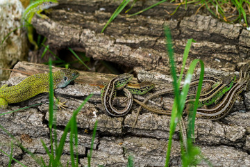 Sand Lizard (Lacerta agilis)
