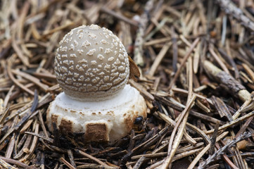 small toadstool spissa