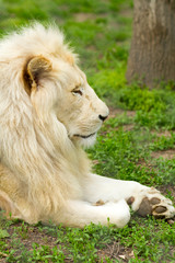 beautiful lion profile portrait