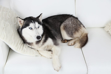 Beautiful cute husky lying on sofa in white room © Africa Studio