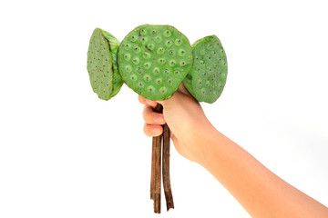 Lotus pods in female hand © yarlander