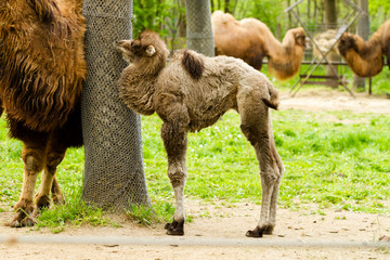 Naklejka na ściany i meble Cute baby camel (Camelus bactrianus)