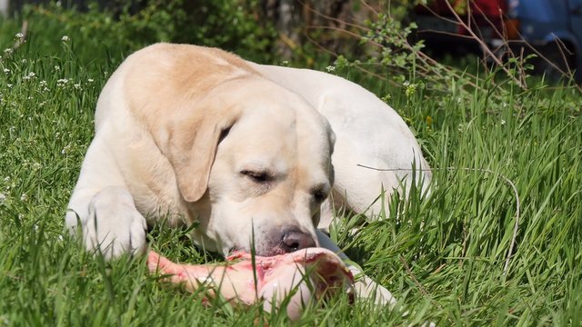 Dog, Labrador Retriever