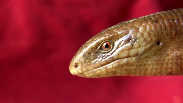 Sad smile of lizard Scheltopusik (Ophisaurus apodus)