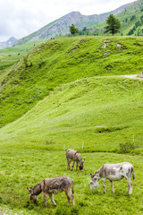 donkeys, landscape of Piedmont near French borders, Italy