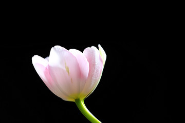 Obraz na płótnie Canvas Fresh tulip on black background