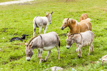 Naklejka na ściany i meble donkeys and horses, Piedmont, Italy