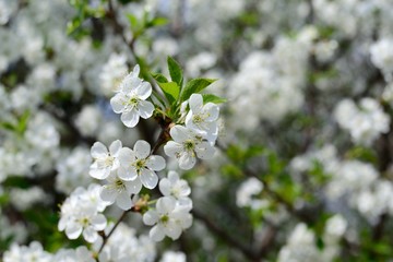 Spring flowers and flower trees