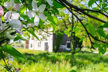 old country house in a setting of flower