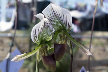 Couple of Orchids.