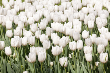 White tulips at the garden