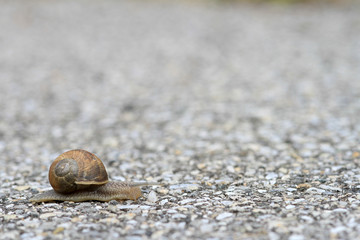 Schneckenspeed
