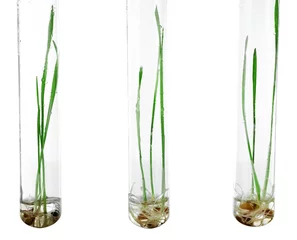 Zelfklevend Fotobehang Sprouted grains in glass test tubes isolated on white © Africa Studio