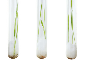 Sprouted grains in glass test tubes isolated on white