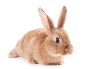 Little rabbit isolated on white