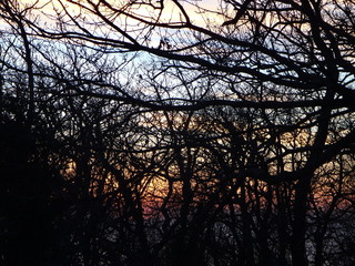 Черные переплетенные ветви деревьев на фоне заката
