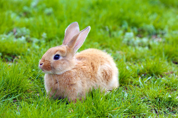 Little rabbit in grass close-up