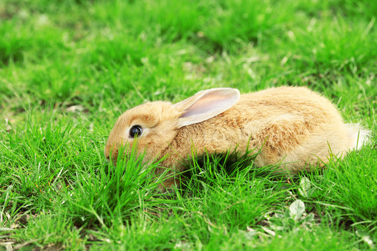 Little rabbit in grass close-up