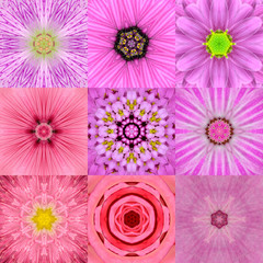 Obraz premium Collection of Nine Pink Concentric Flower Mandalas Kaleidoscope
