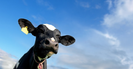 Head of the calf against the sky - 82414558