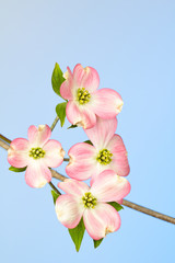Fototapeta na wymiar Pink and cream dowood bracts and green blooms