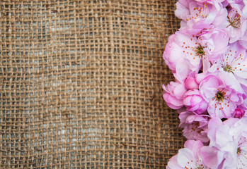 Fototapeta na wymiar Sakura blossom on a burlap background