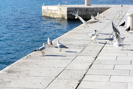 Group of seagulls and pigeons near the sea. In Split, Croatia.