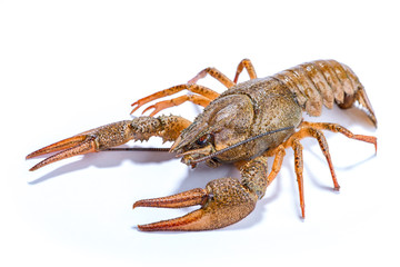 Crayfish isolated on the white background