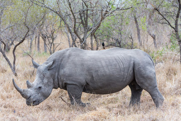 Fototapeta premium White Rhino