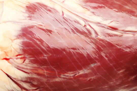 Raw animal heart close up
