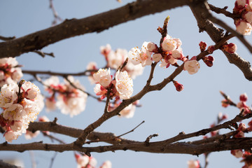 cherry blossoms