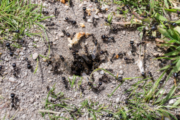 anthill in the hole