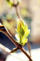Fototapeta na wymiar Blooming branch of tree in spring, closeup