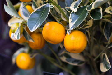 orange mandarines on tree, citrus fruits