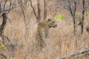 Leopard looking around