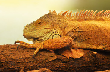 Iguana in exotic zoo terrarium