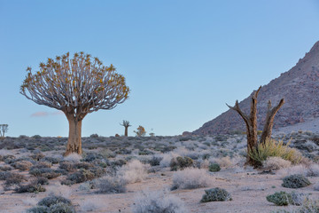 Quiver Tree alive and dead
