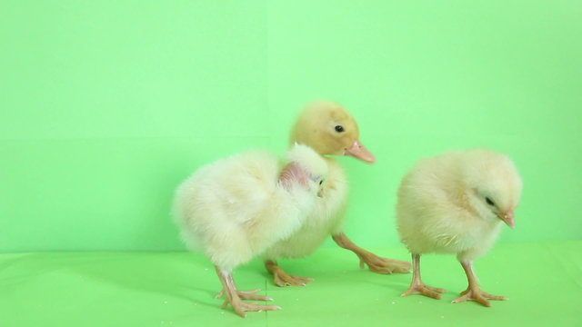 duck and chickens babys green screen