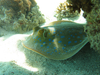 bluespotted ribbontail ray in tropical sea - underwater