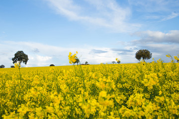 Obraz premium yellow fields