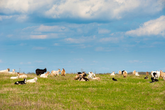 goats grazing grass eco farm