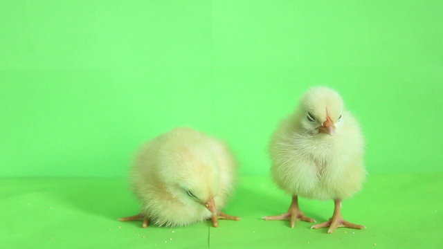 baby chickens green screen