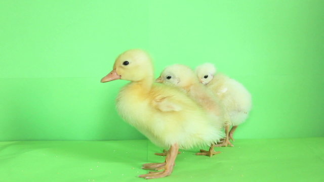 duck and chickens babys green screen