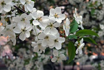 Flowering branch of cherry