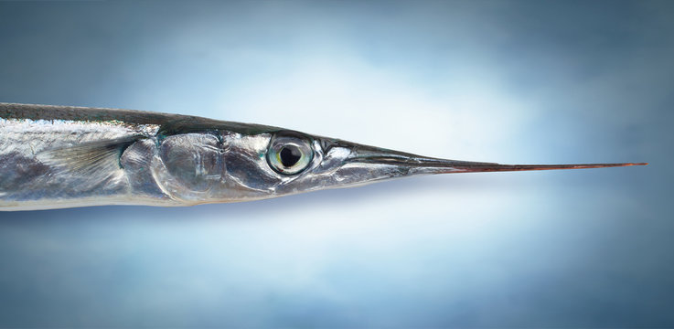 Flat Needlefish