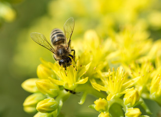 Bee on yellow flower